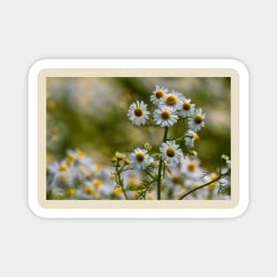 English Wild Flowers - Chamomile Magnet