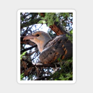 Channel-billed Cuckoo Magnet