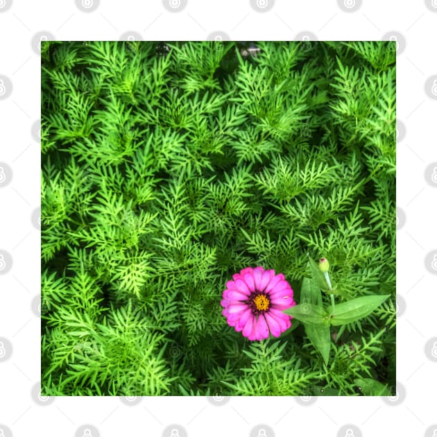 Pink Zinnia flower on yellow cosmos bush by FOGSJ