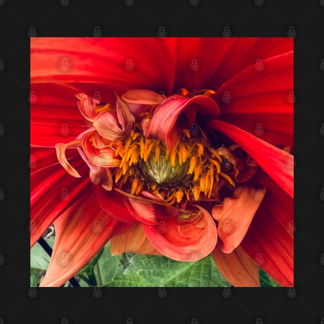 The Orange Dahlia of Peaceful Joy by Photomersion