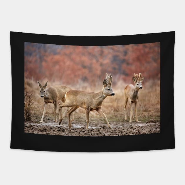 Roe deer family Tapestry by naturalis