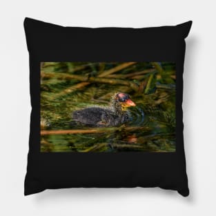 American Coot Swimming Along Pillow