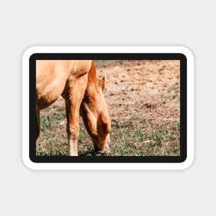 Haflinger on a pasture in summer Magnet