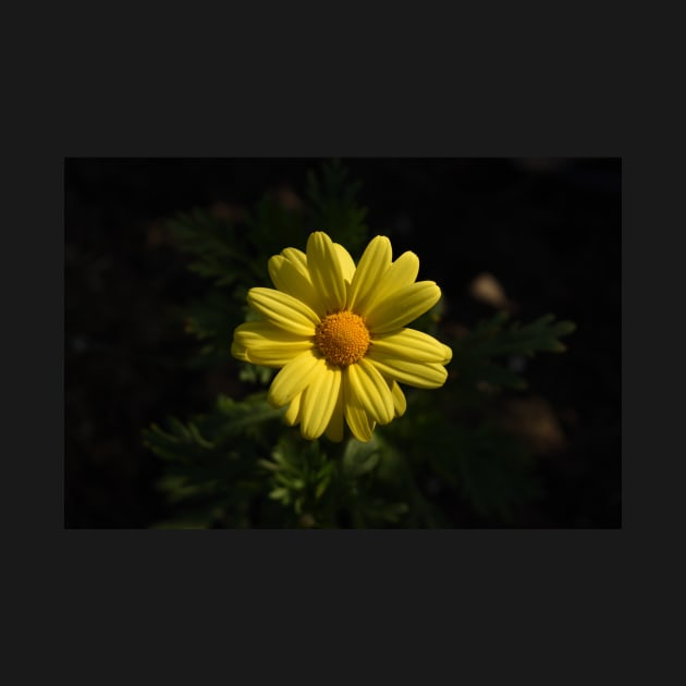 Brilliant Yellow Flower by Steves-Pics