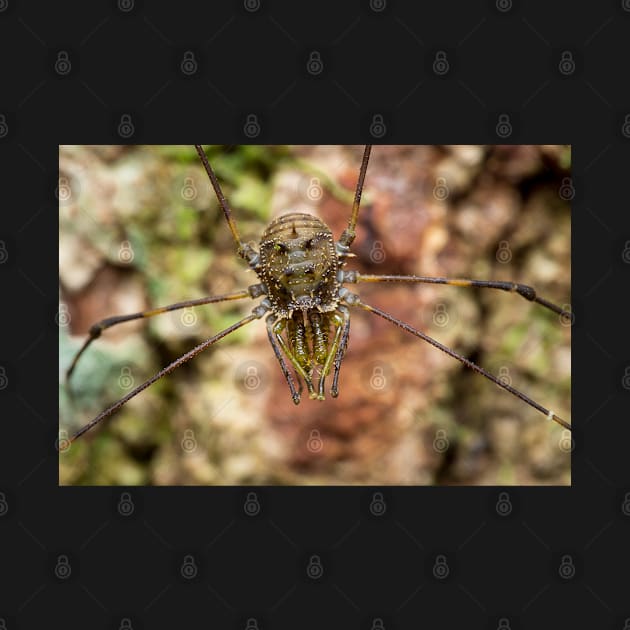 Unique and organic photo of a harvestman by AvonPerception