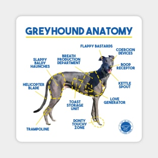 Greyhound Anatomy Magnet