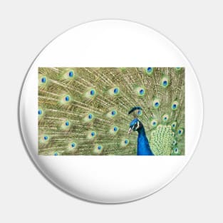 Peacock Display Pin