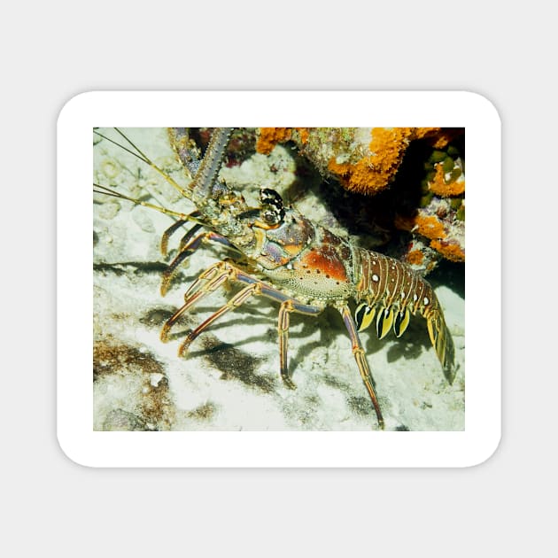 Caribbean Reef Lobster showing its beautiful colors Magnet by Scubagirlamy