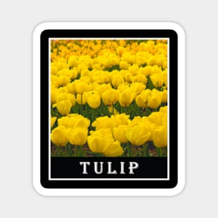 Yellow Tulip Floral Photography Magnet