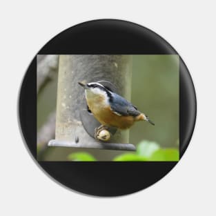 Nuthatch throwing seed Pin