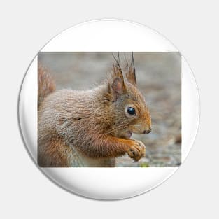 Red squirrel, Formby, England Pin