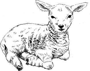 Lamb print Magnet