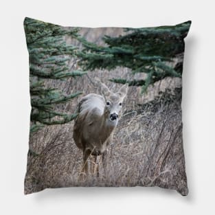 Young deer Pillow