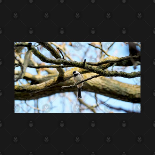 Curious Black-capped Chickadee Perched On a Tree Branch by BackyardBirder