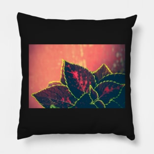 Coleus Leaves on Red Vintage Table Pillow