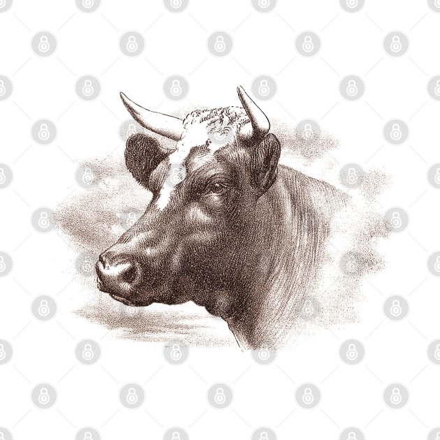 Cow Head Vintage Illustration by Biophilia