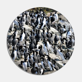 Guillemot colony on the Farne Islands - Northumberland, UK Pin