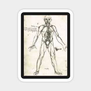 Anatomical figure of a man, to show the heart, lungs and main arteries.  Drawn by Leonardo Da Vinci, circa 1504-06 Magnet