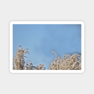 Pampas Grass Head Magnet