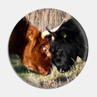 Highland cattle fight Pin