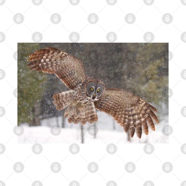 Awesome! - Great Grey Owl by Jim Cumming