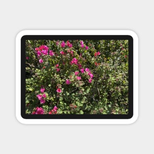 pink bougainvillea Magnet