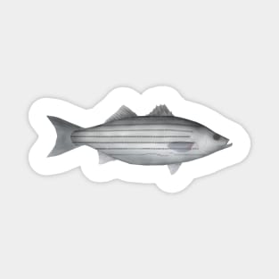 Striped Bass Magnet