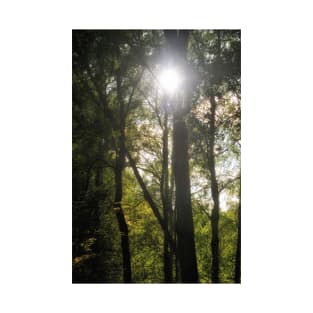 Summer sun through trees in a wood, Scotland T-Shirt