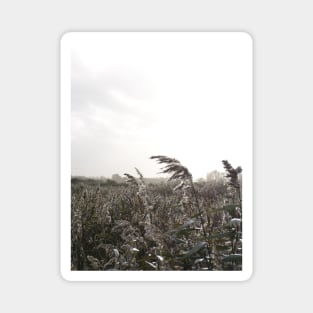 Fishbourne Reeds - a windy day on the coast near Chichester, Sussex, UK Magnet