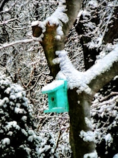 Turquoise Birdhouse in Winter Magnet