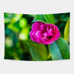 Beautiful Pink Rose in Bloom Tapestry