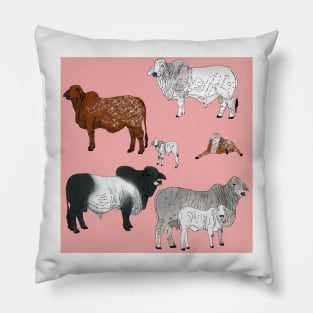 Brahman Cattle Pink Pillow