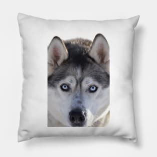 Husky Pillow