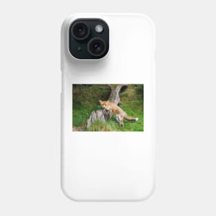 Fox (Vulpes vulpes), a British native mammal Phone Case