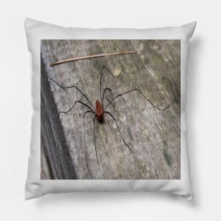 A Daddy Long Leg Spider Pillow