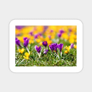 Meadow full of yellow and purple crocuses Magnet