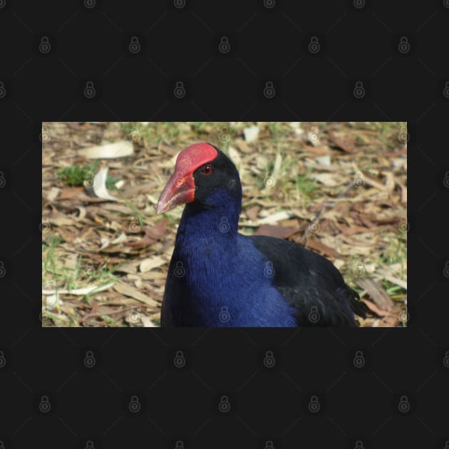 Purple Swamphen by KaSaPo