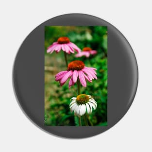 Echinacea Purpurea Pin