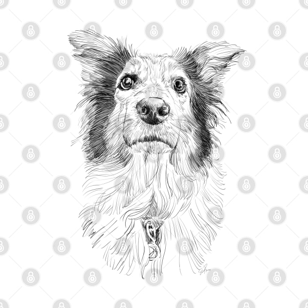 Australian Shepard pencil drawing by russodesign