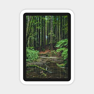 Otways Redwood Forest Magnet