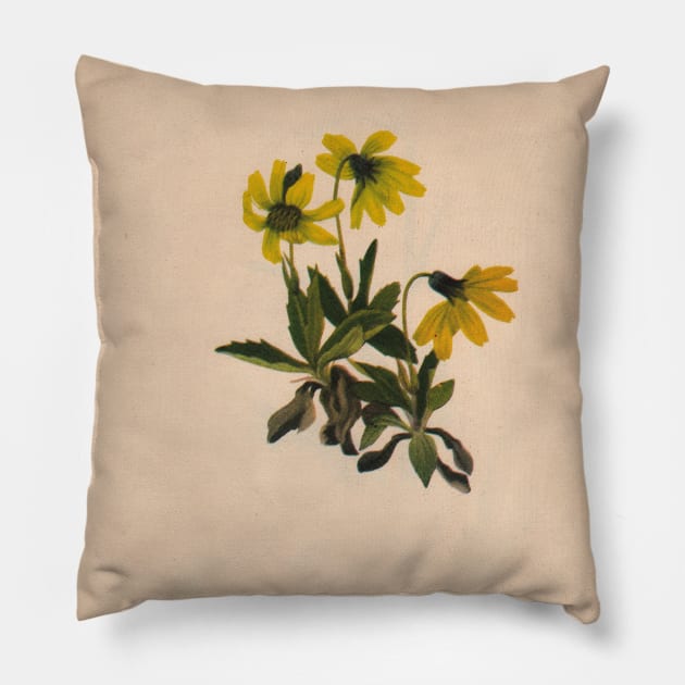 Lake Louise Arnica-Vintage Print-North American Wild Flower-Art Prints-Mugs,Cases,Duvets,T Shirts,Stickers,etc Pillow by born30