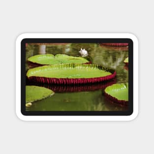 Amazon Water Lilies Magnet