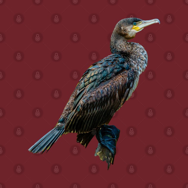 Cormorant by dalyndigaital2@gmail.com