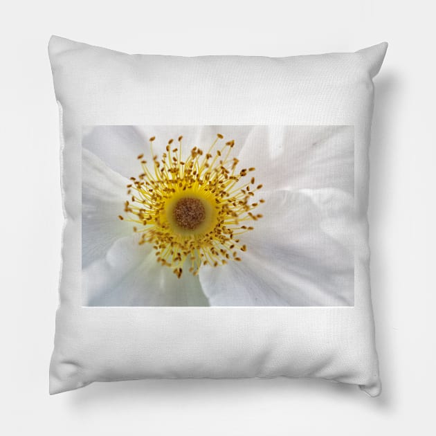 White Rose Pillow by Eunice1