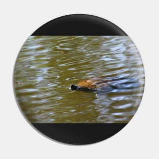 turtle swimming at Trojan pond, near Goble, Oregon Pin