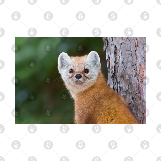 Pine Marten - Algonquin Park by Jim Cumming