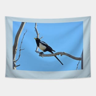 Wild birds, magpie, wildlife, A California Gem Tapestry