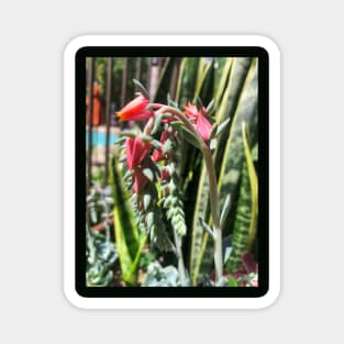 Pink flowering summer succulent Magnet