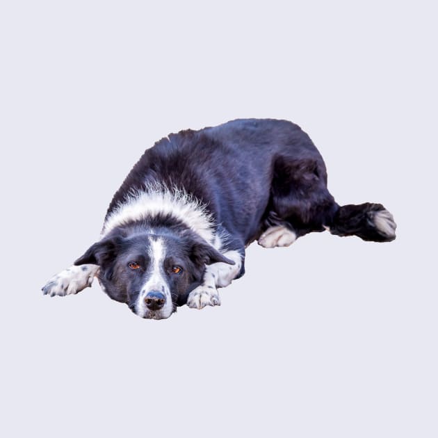 Border Collie Lying Down Playing Fetch by Amy-K-Mitchell