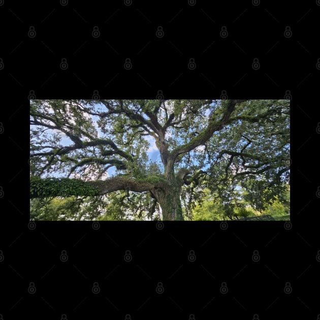 Tranquil Majesty: Audubon Park's Sprawling Oak Tree by TRJ NOLA